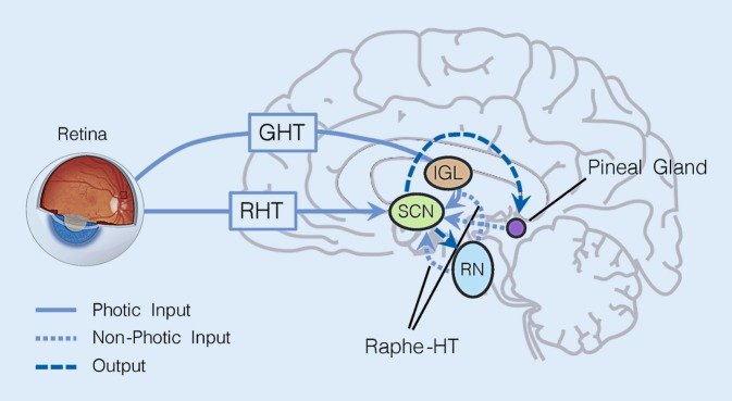 Effects of light on human circadian rhythms, sleep and mood