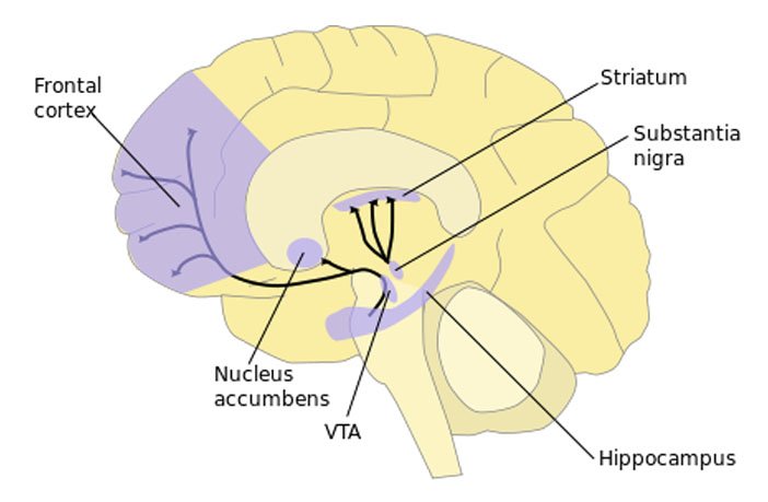 Striatum