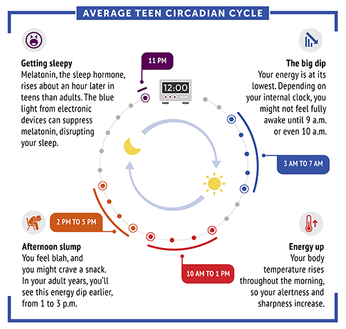 circadian-cycle